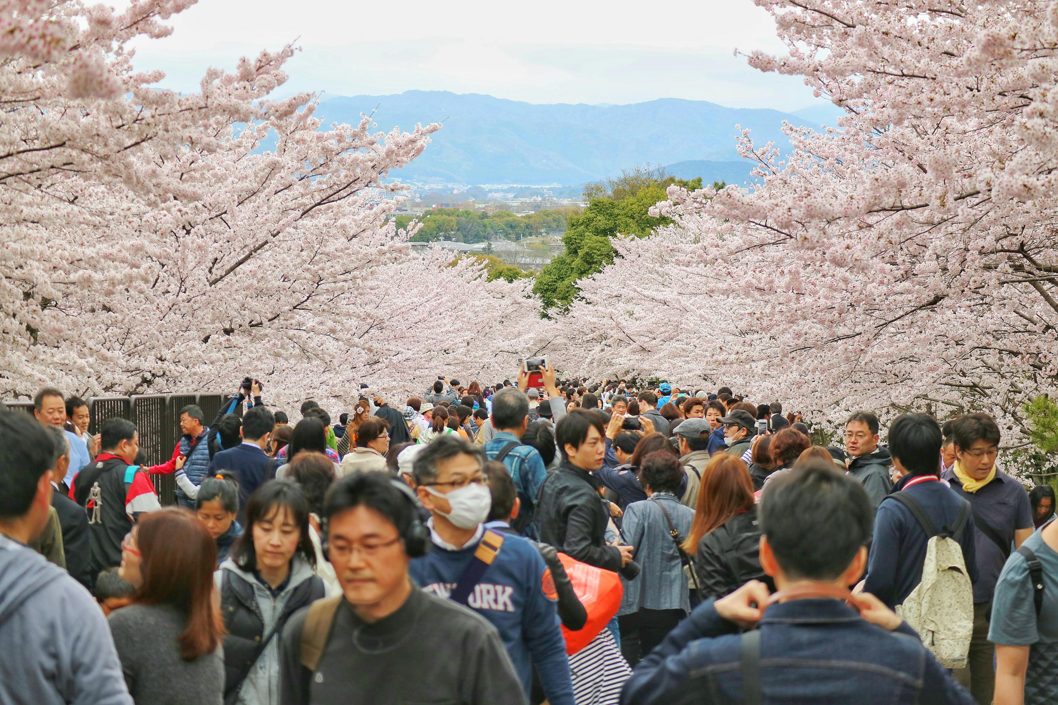 春日对决，大阪樱花与山东鲁能——足球里的日本风情与中国足球的对话